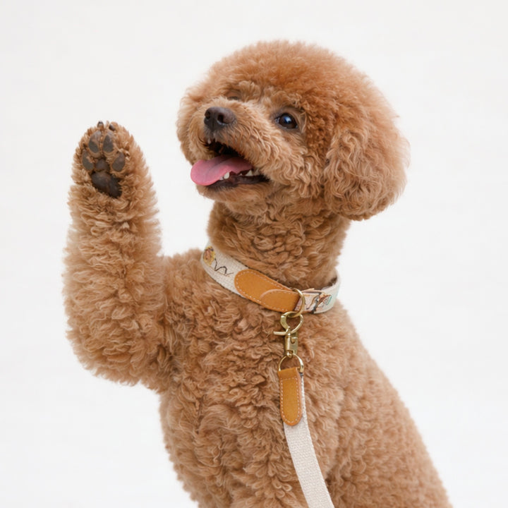 ※予約販売【HOWLPOT.】Adventure Collar（Dunk）