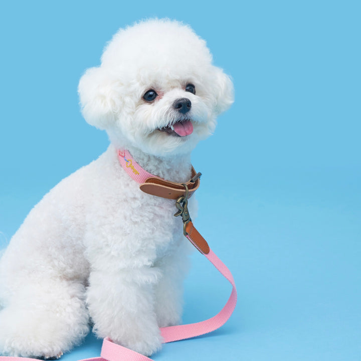 ※予約販売【HOWLPOT.】Adventure Collar（Budapest）
