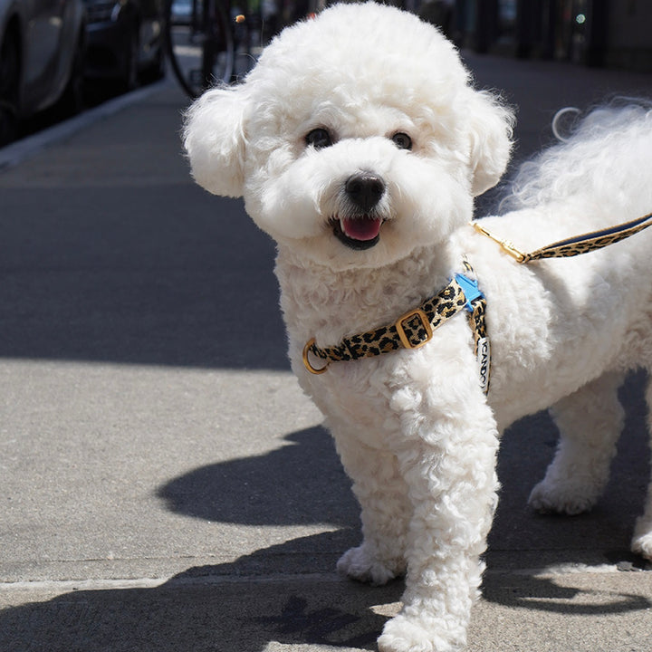※予約販売【iCANDOR】No-Pull Harness（LEOPARD）｜犬用ハーネス