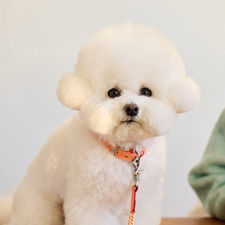 ※予約販売【noutti】Noutti × Stroll Rope Collar（Orage）