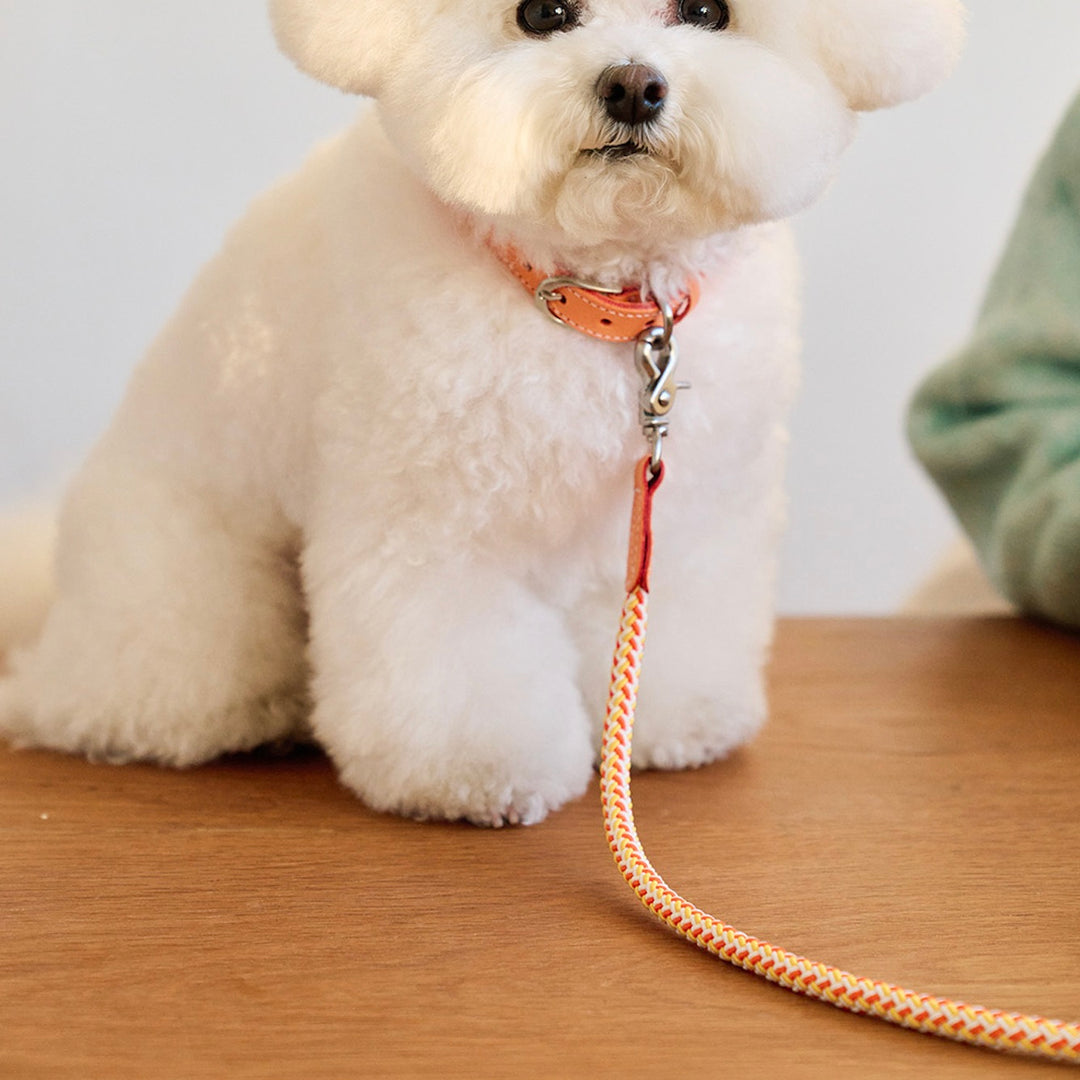 ※予約販売【noutti】Noutti × Stroll Rope Leash（Orage）