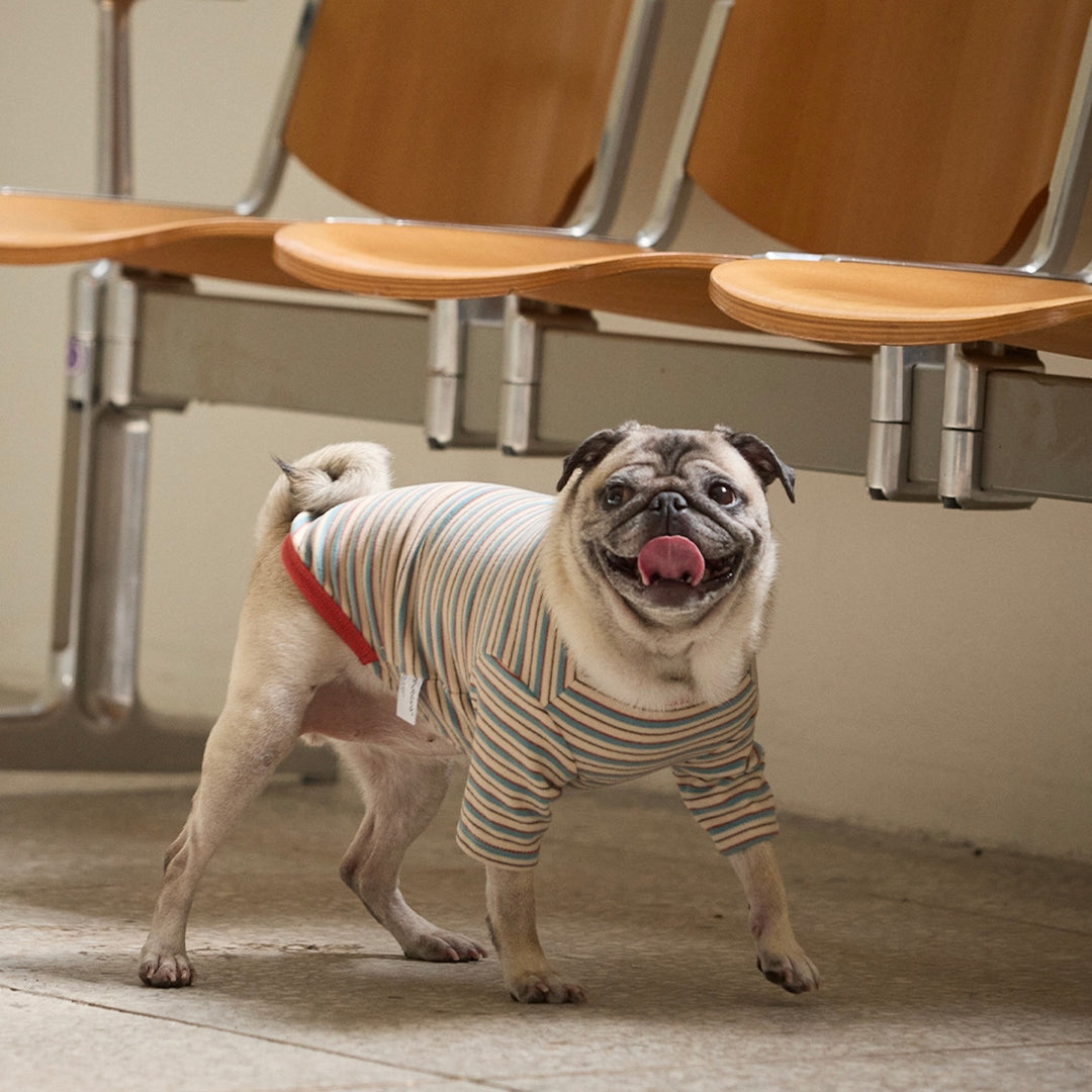 ※予約販売【andblank】A Stitch SoftWarm Stripe Short Sleeve（Ecru）