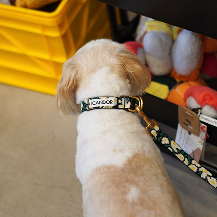 ※予約販売【iCANDOR】Gentle Collar Dual（BIG FISH BLACK）