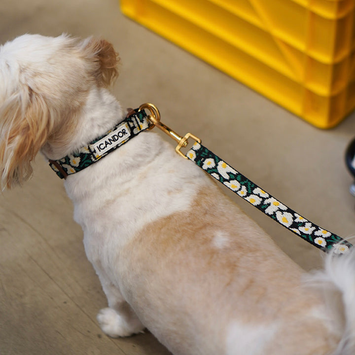 ※予約販売【iCANDOR】Gentle Collar Dual（BIG FISH BLACK）