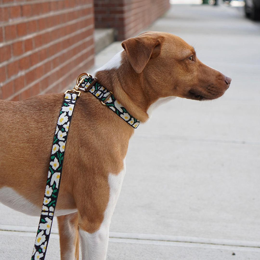 ※予約販売【iCANDOR】Gentle Collar Dual（BIG FISH BLACK）