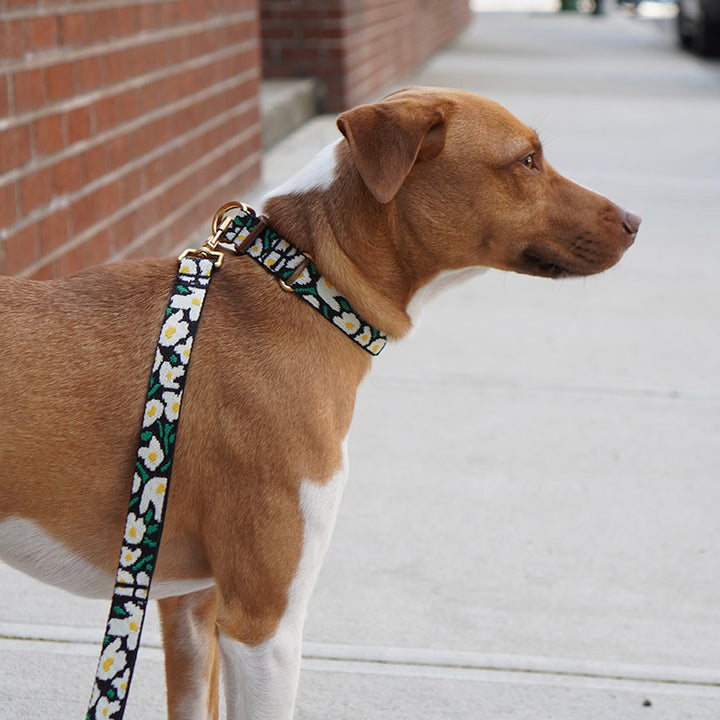 ※予約販売【iCANDOR】Gentle Collar Dual（BIG FISH BLACK）