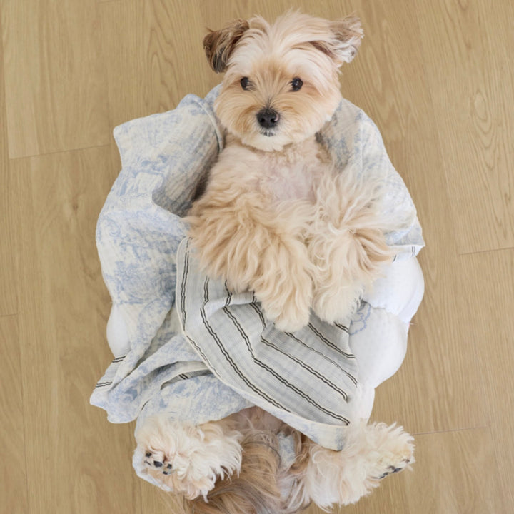 ※予約販売【azalea】Blue Check Blanket