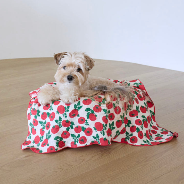 ※予約販売【azalea】Tomato Blanket（2color）