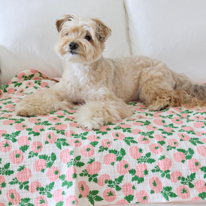 ※予約販売【azalea】Tomato Blanket（2color）
