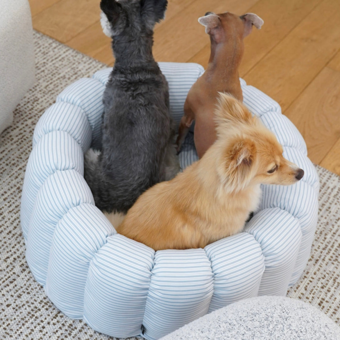 ※予約販売【azalea】Canele Cushion（New Stripe Blue）