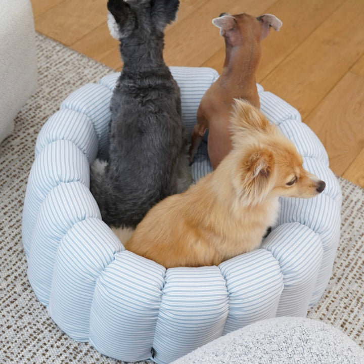 ※予約販売【azalea】Canele Cushion（New Stripe Blue）