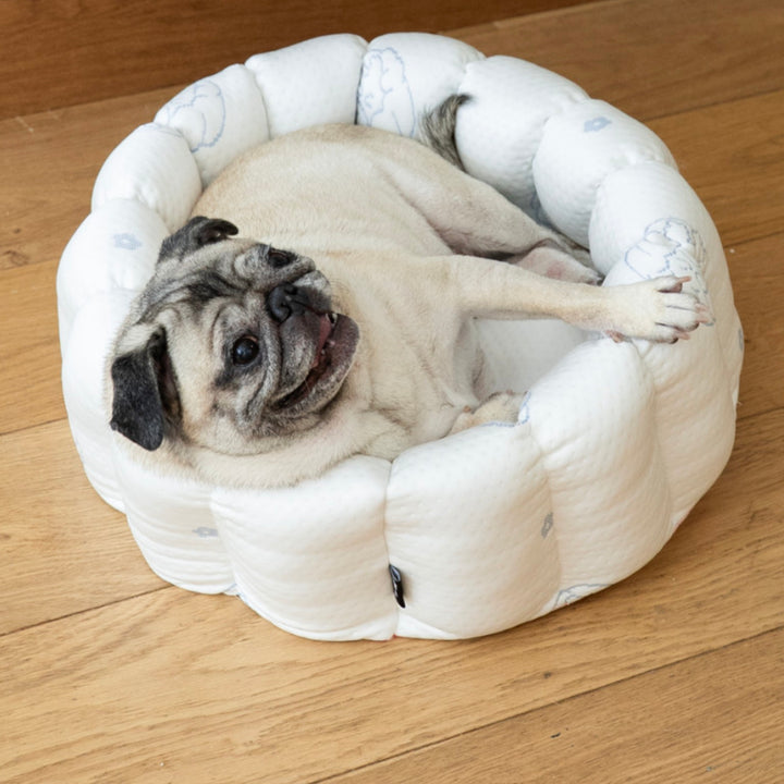 ※予約販売【azalea】Canele Cushion（New Igloo / Duraron）