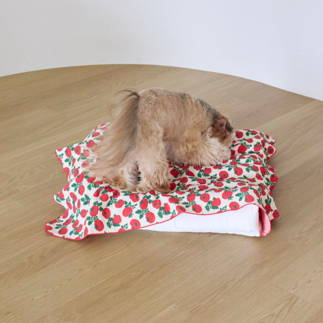 ※予約販売【azalea】Canele Cushion（New Igloo / Duraron）