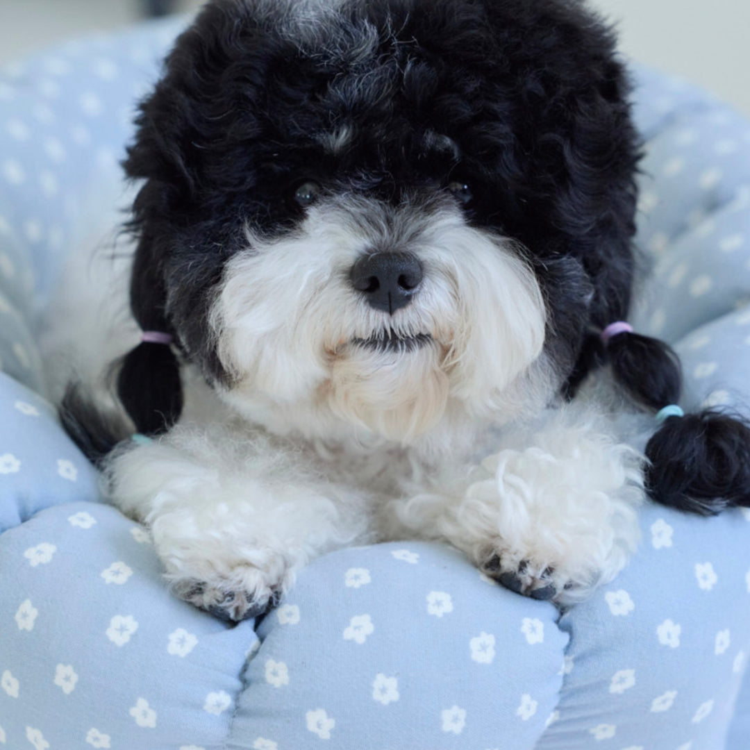 ※予約販売【azalea】Canele Cushion（Blue Flower）