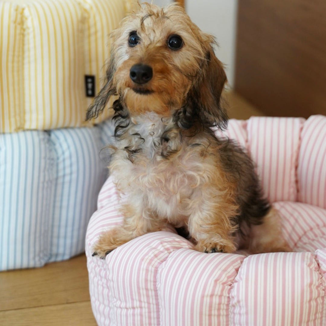 ※予約販売【azalea】Canele Cushion（New Stripe Pink）