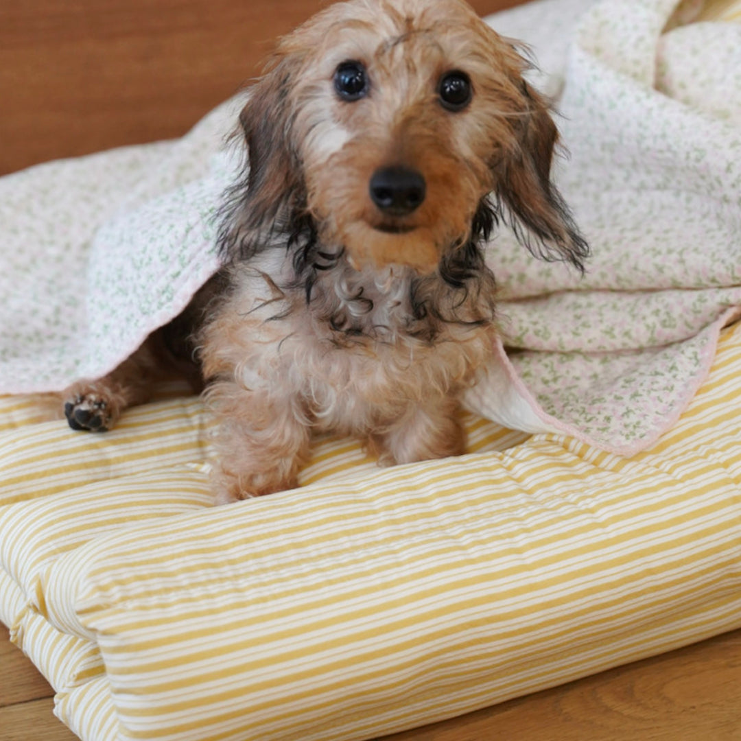 ※予約販売【azalea】Canele Cushion（New Stripe Yellow）