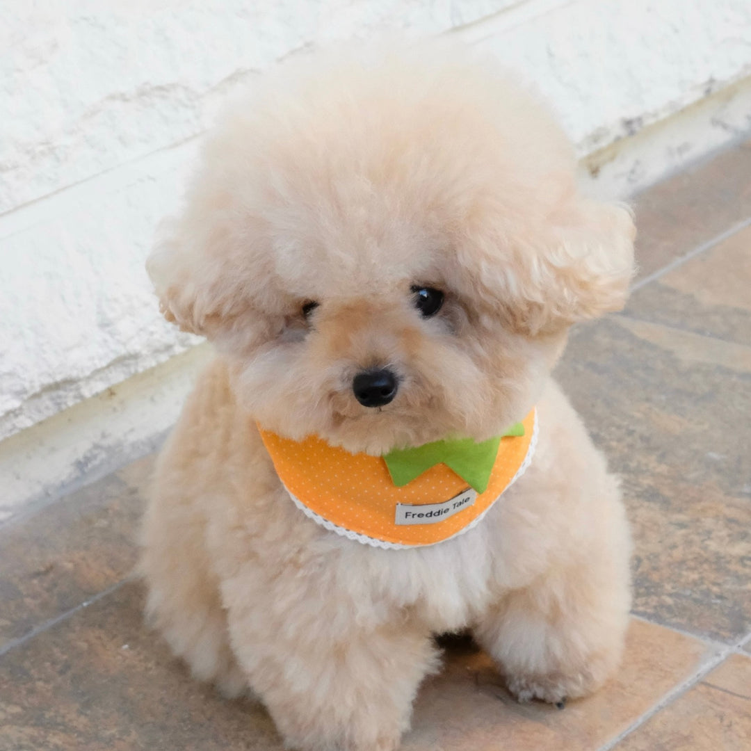 ※予約販売【FREDDIE TALE】Very Veggie Bandana（Orange）