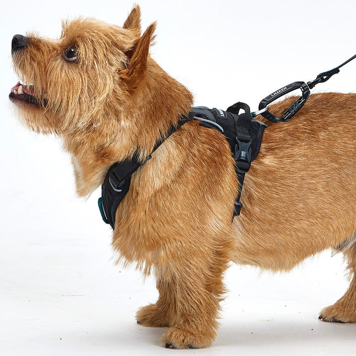 ※予約販売【munikund】TREKTAIL Harness - Black ｜犬用ハーネス