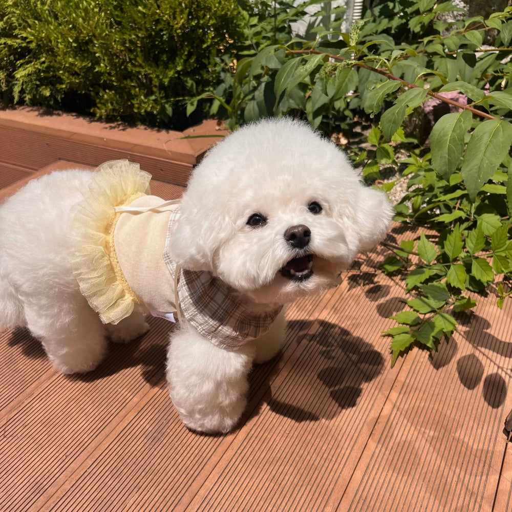 ※予約販売【Hi Yeboo】Sora Cape Collar Tutu（Blue / Beige）