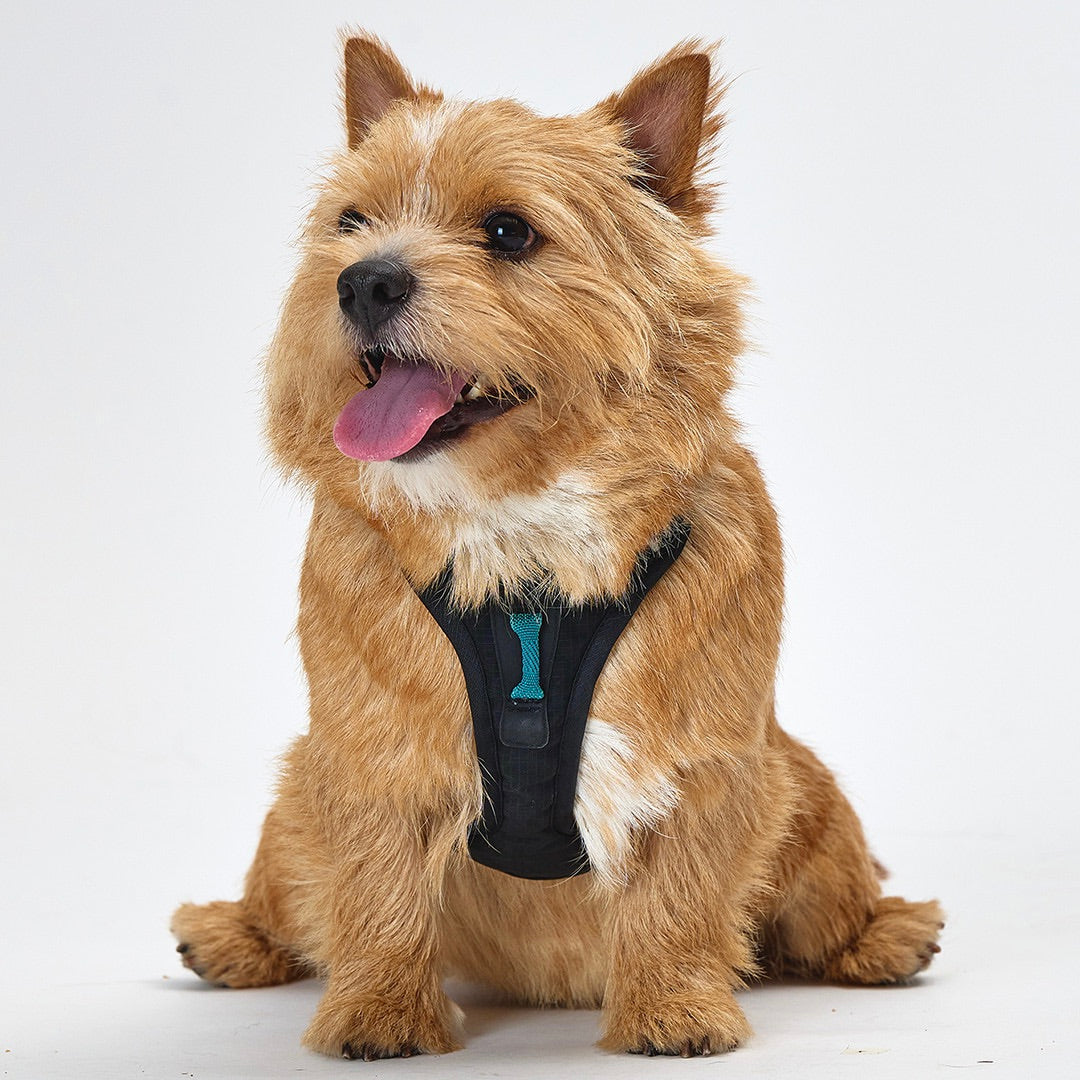 ※予約販売【munikund】TREKTAIL Harness - Black ｜犬用ハーネス