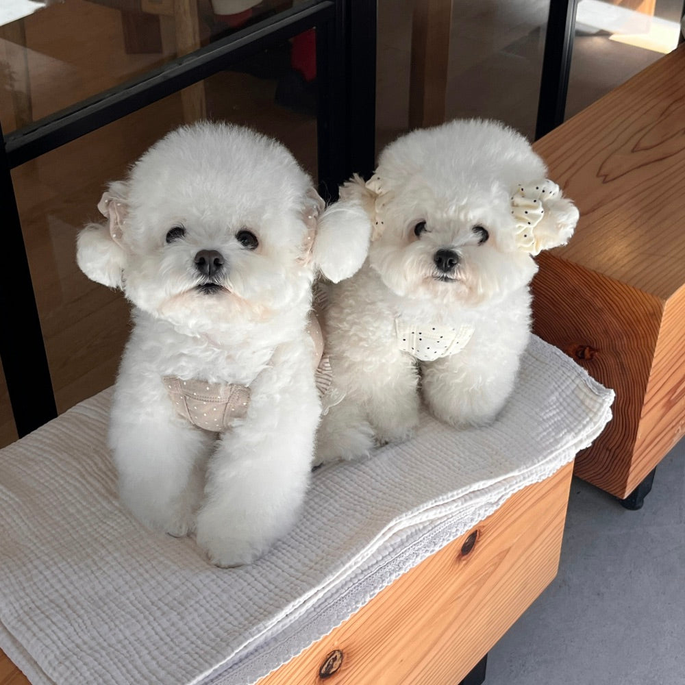 ※予約販売【Hi Yeboo】Bobo dots ops（Bear & Bunny）