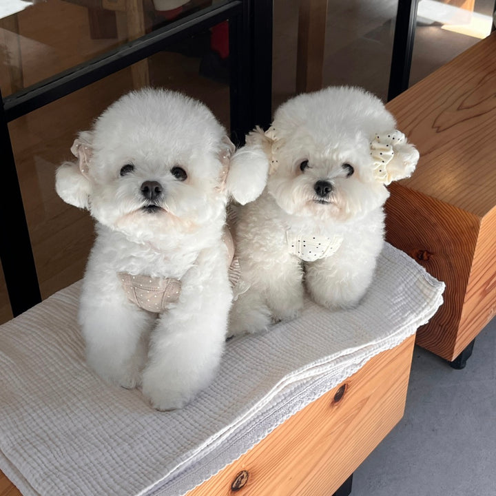 ※予約販売【Hi Yeboo】Bobo dots ops（Bear & Bunny）