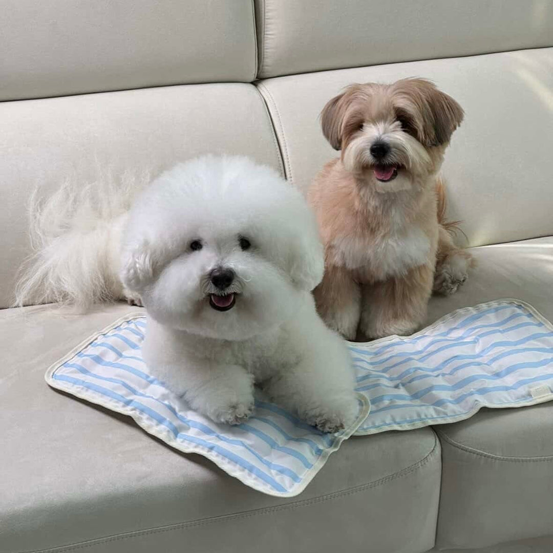 ※予約販売【Chiot】ICE Cool Mat