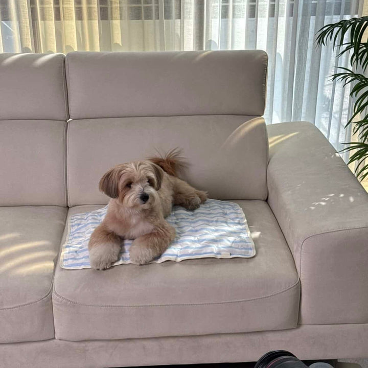 ※予約販売【Chiot】ICE Cool Mat