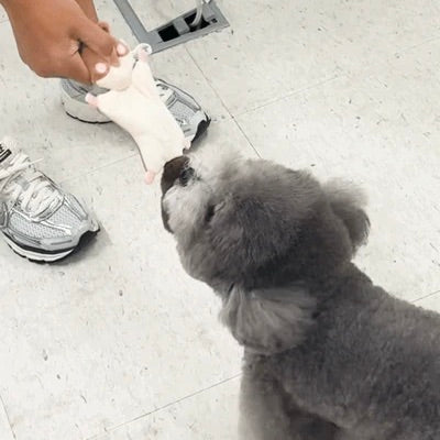 即納【meaningless】Flying Squirrel Toy