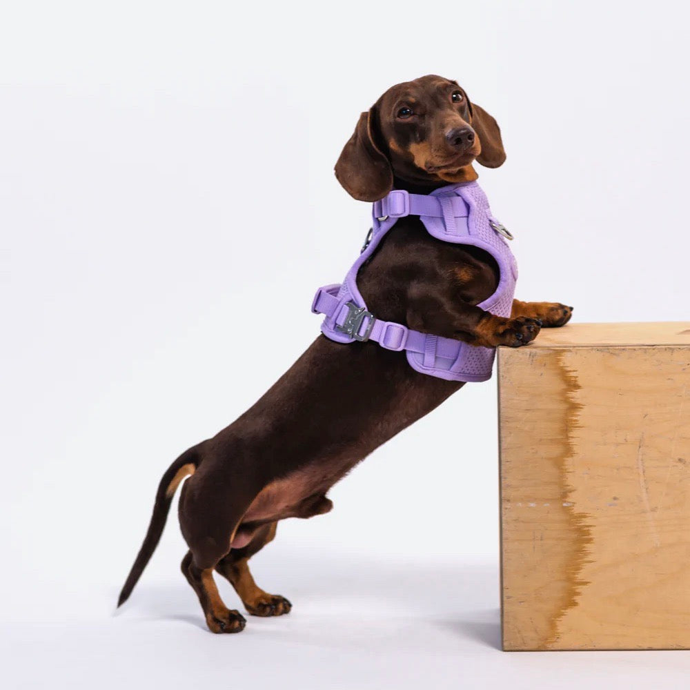 海外犬服 高品質なインポートのドッグウェア通販 