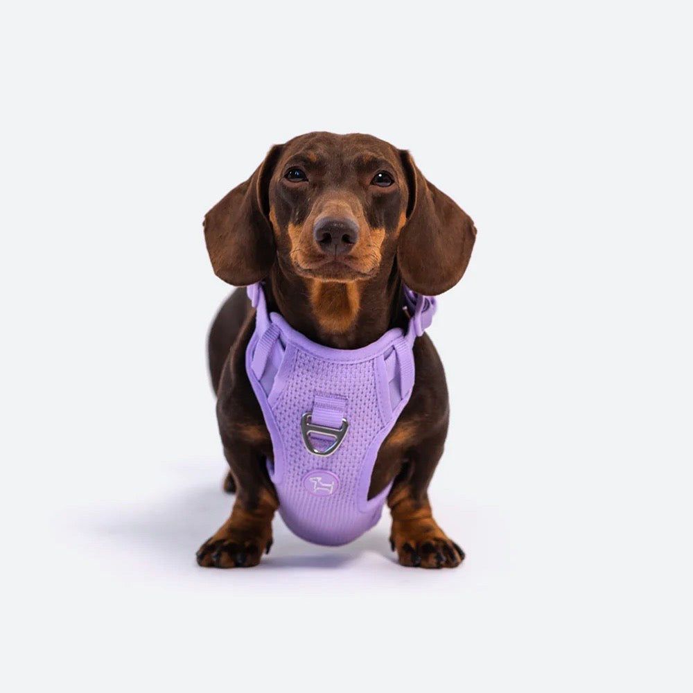 海外犬服 高品質なインポートのドッグウェア通販 