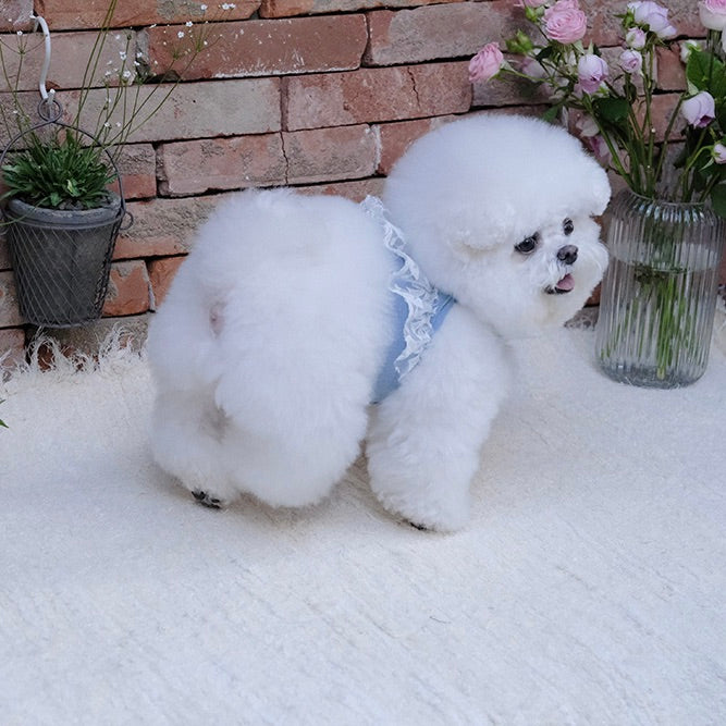 即納【BeBe Breath】Essential Harness（Denim）Leash Set｜犬用ハーネス