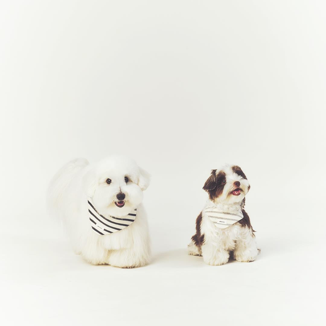 ※予約販売【seoru】Classic stripe Cape
