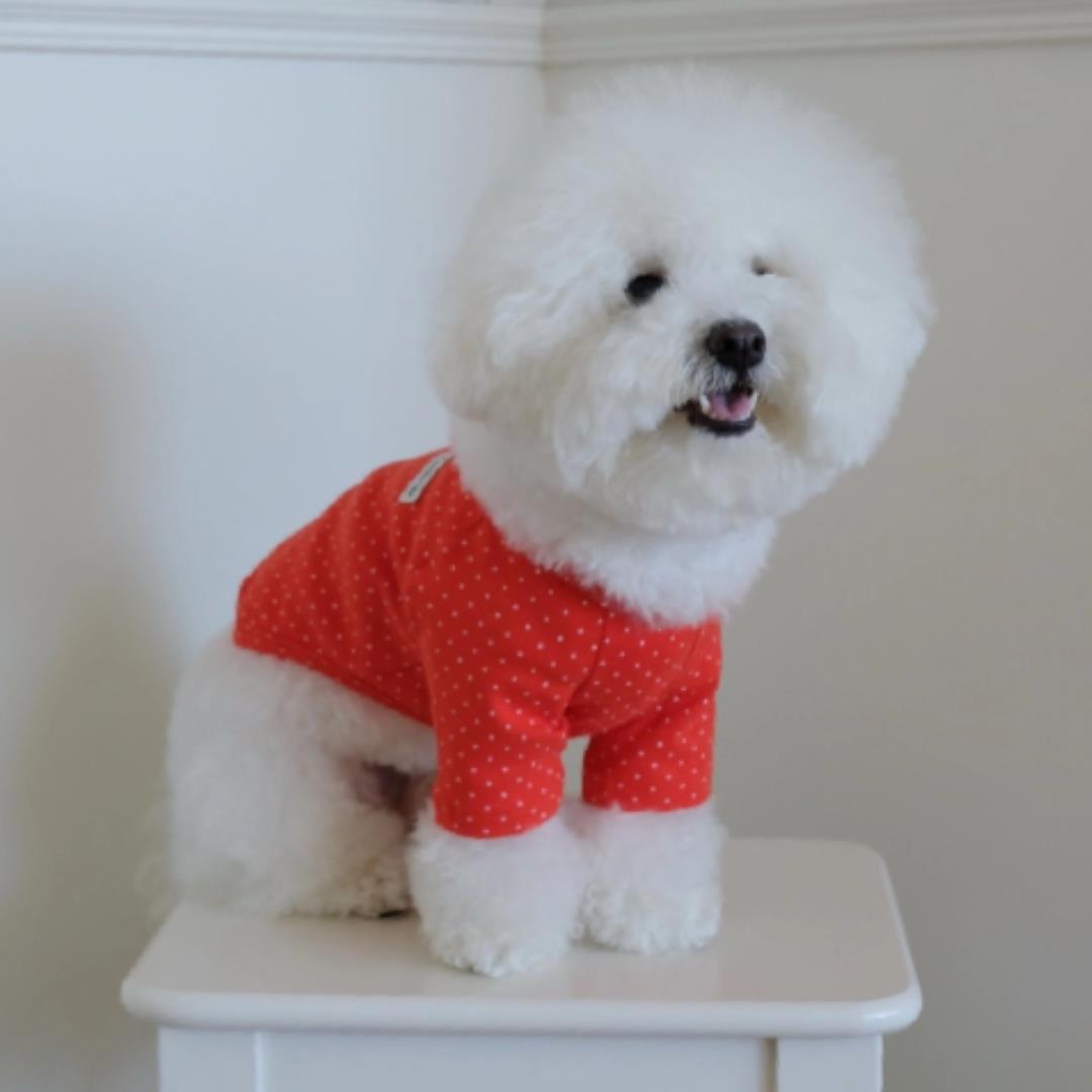 ※予約販売【FREDDIE TALE】Dotter raglan tee(red)