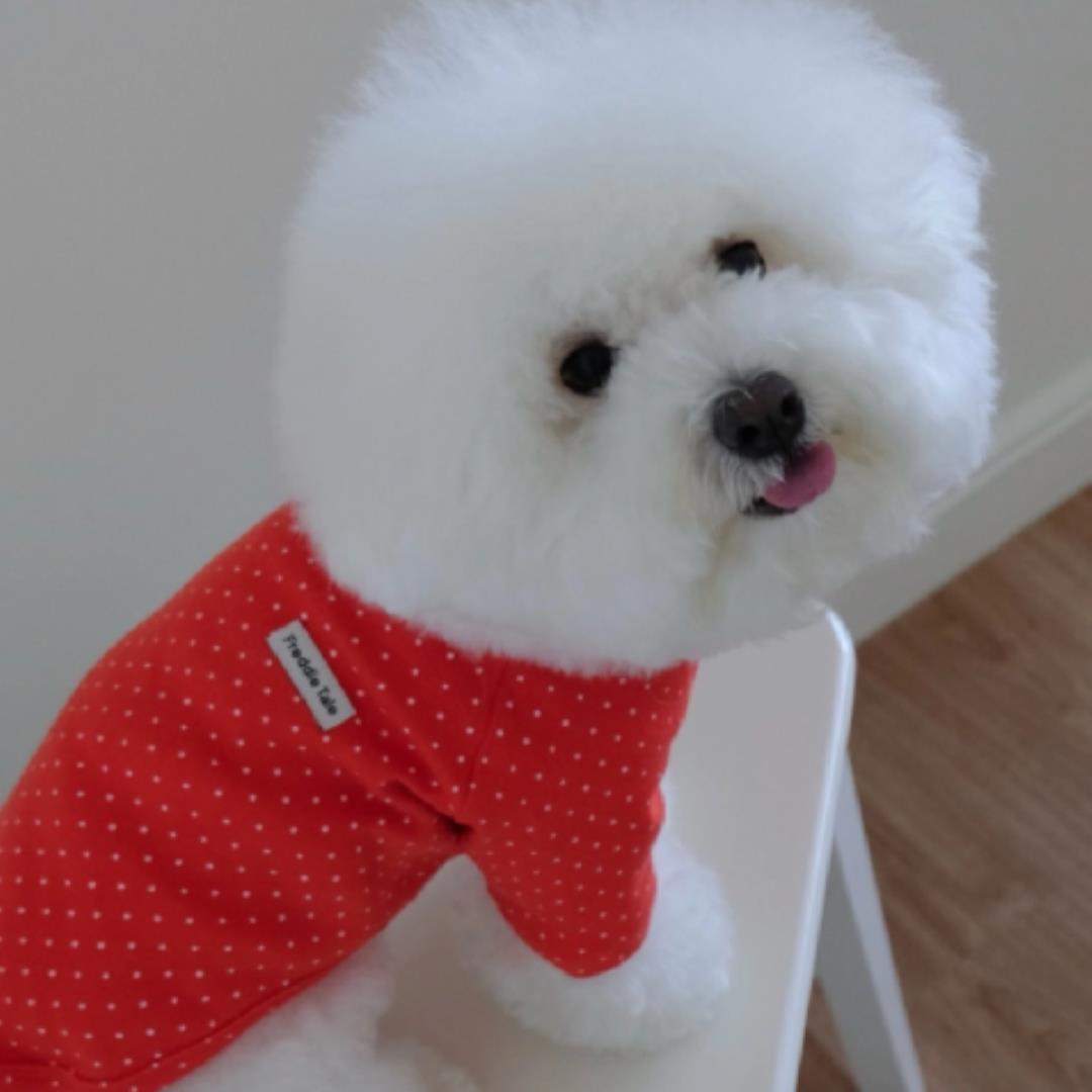 ※予約販売【FREDDIE TALE】Dotter raglan tee(red)