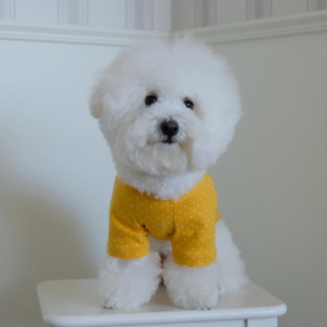 ※予約販売【FREDDIE TALE】Dotter raglan tee(yellow)