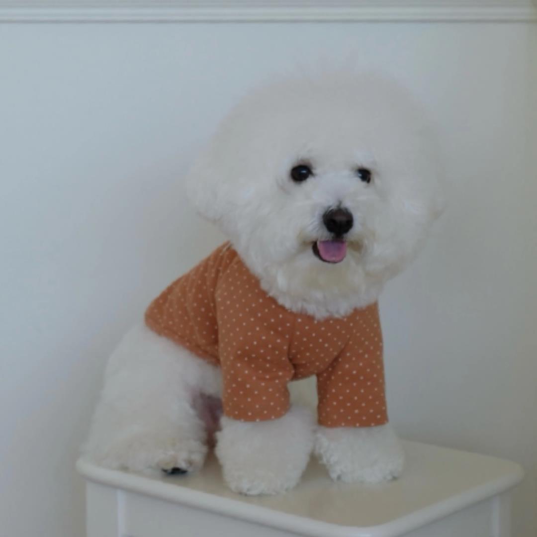 ※予約販売【FREDDIE TALE】Dotter raglan tee(brown)