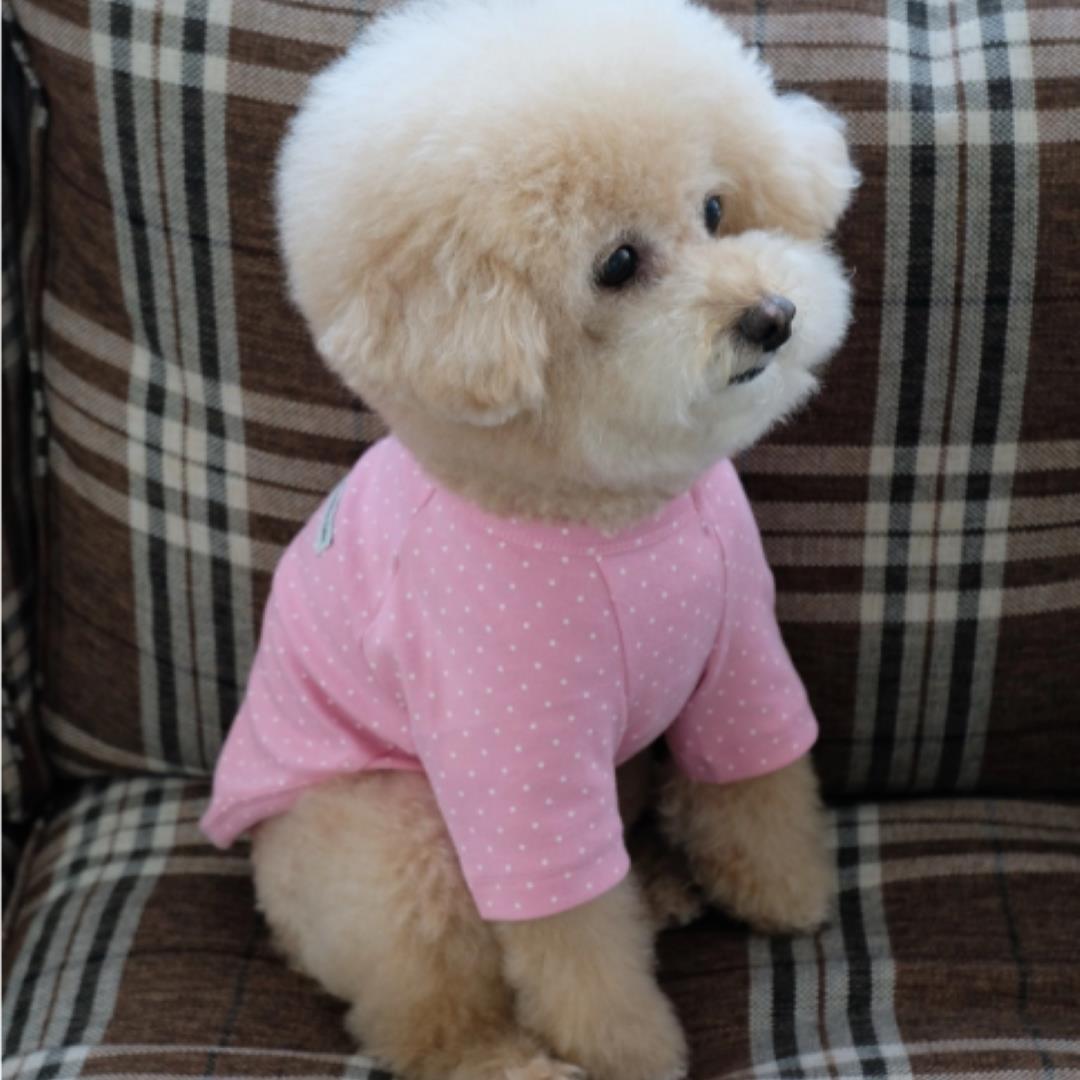 ※予約販売【FREDDIE TALE】Dotter raglan tee(pink)