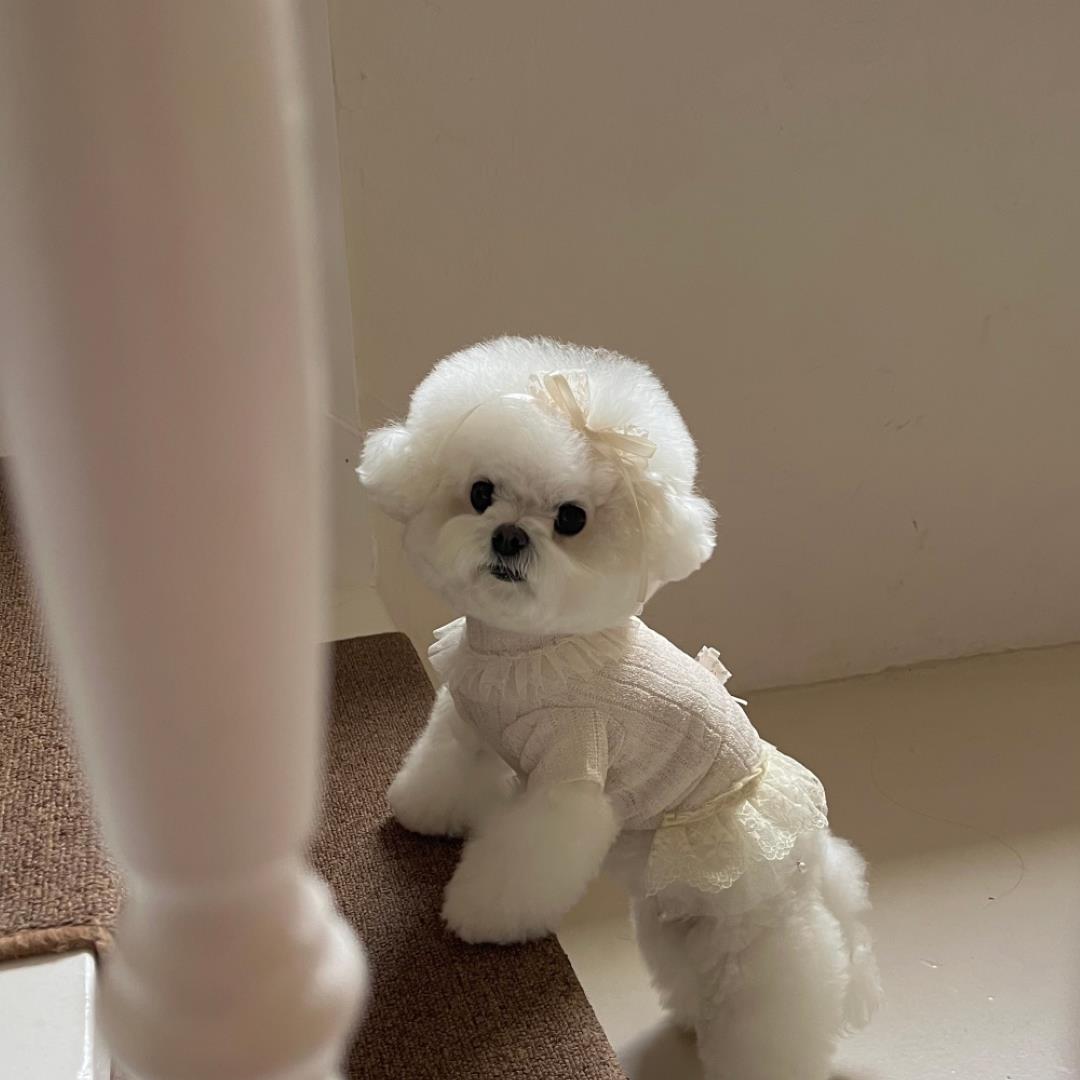 即納【Hi Yeboo】Iris Cape Collar Ops（Ivory）