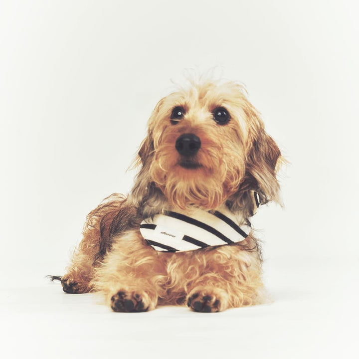 ※予約販売【seoru】Classic stripe Cape
