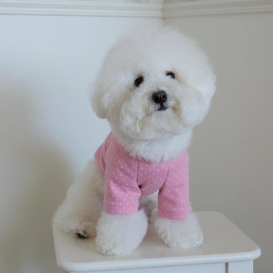 ※予約販売【FREDDIE TALE】Dotter raglan tee(pink)