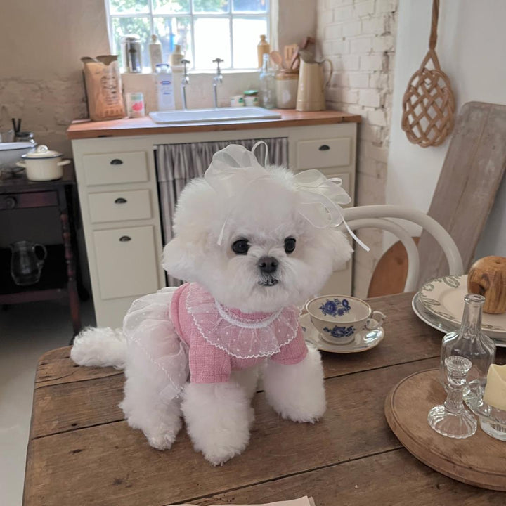 ※予約販売【Hi Yeboo】Iris Cape Collar Ops (Pink)