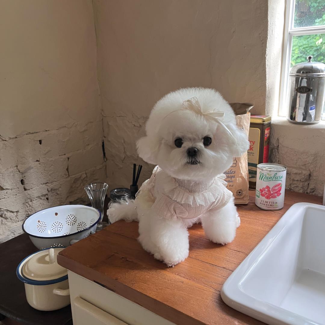 即納【Hi Yeboo】Iris Cape Collar Ops（Ivory）