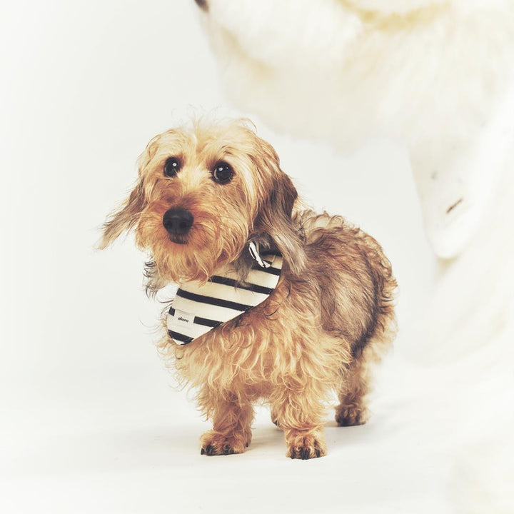 ※予約販売【seoru】Classic stripe Cape