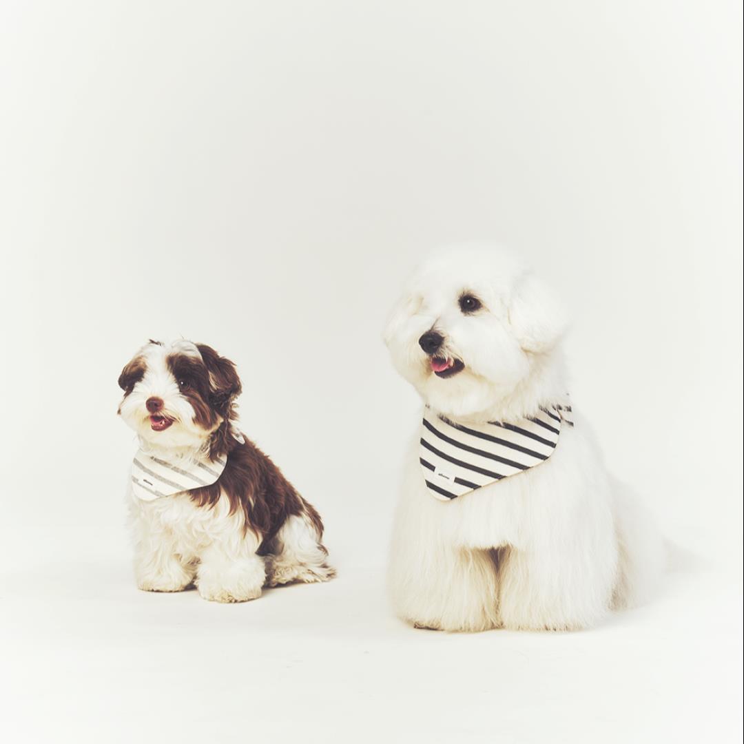※予約販売【seoru】Classic stripe Cape