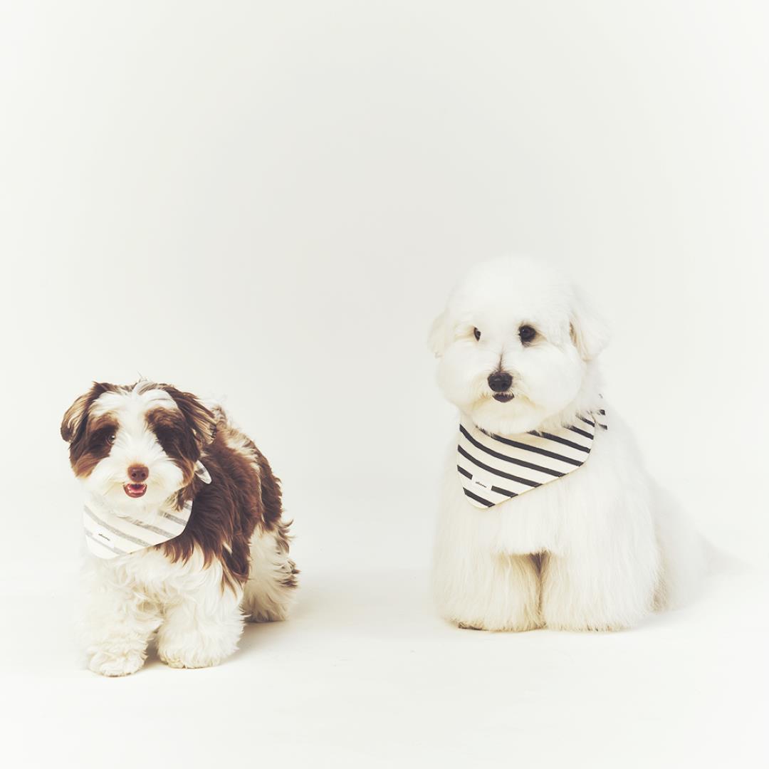 ※予約販売【seoru】Classic stripe Cape