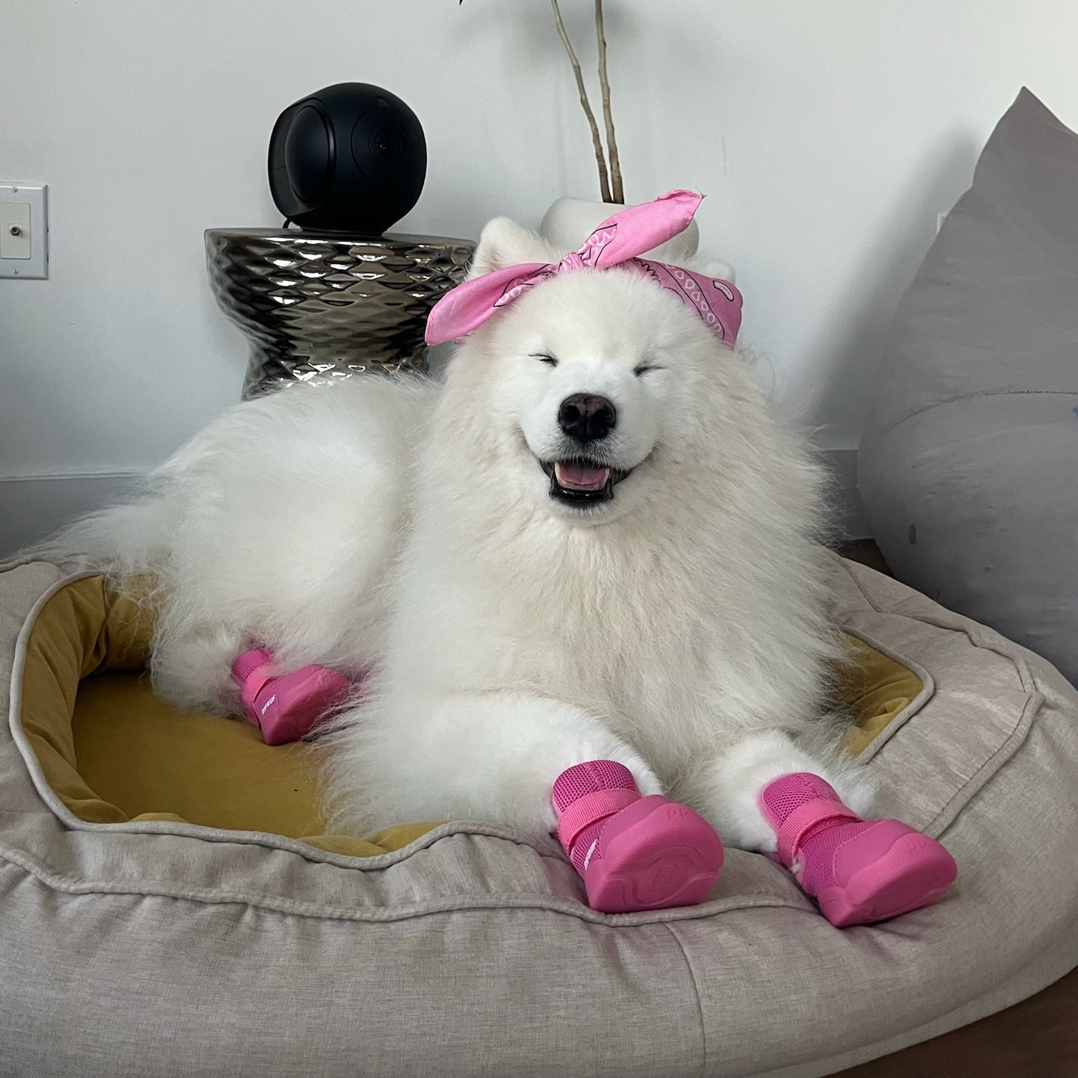 海外犬服 高品質なインポートのドッグウェア通販 
