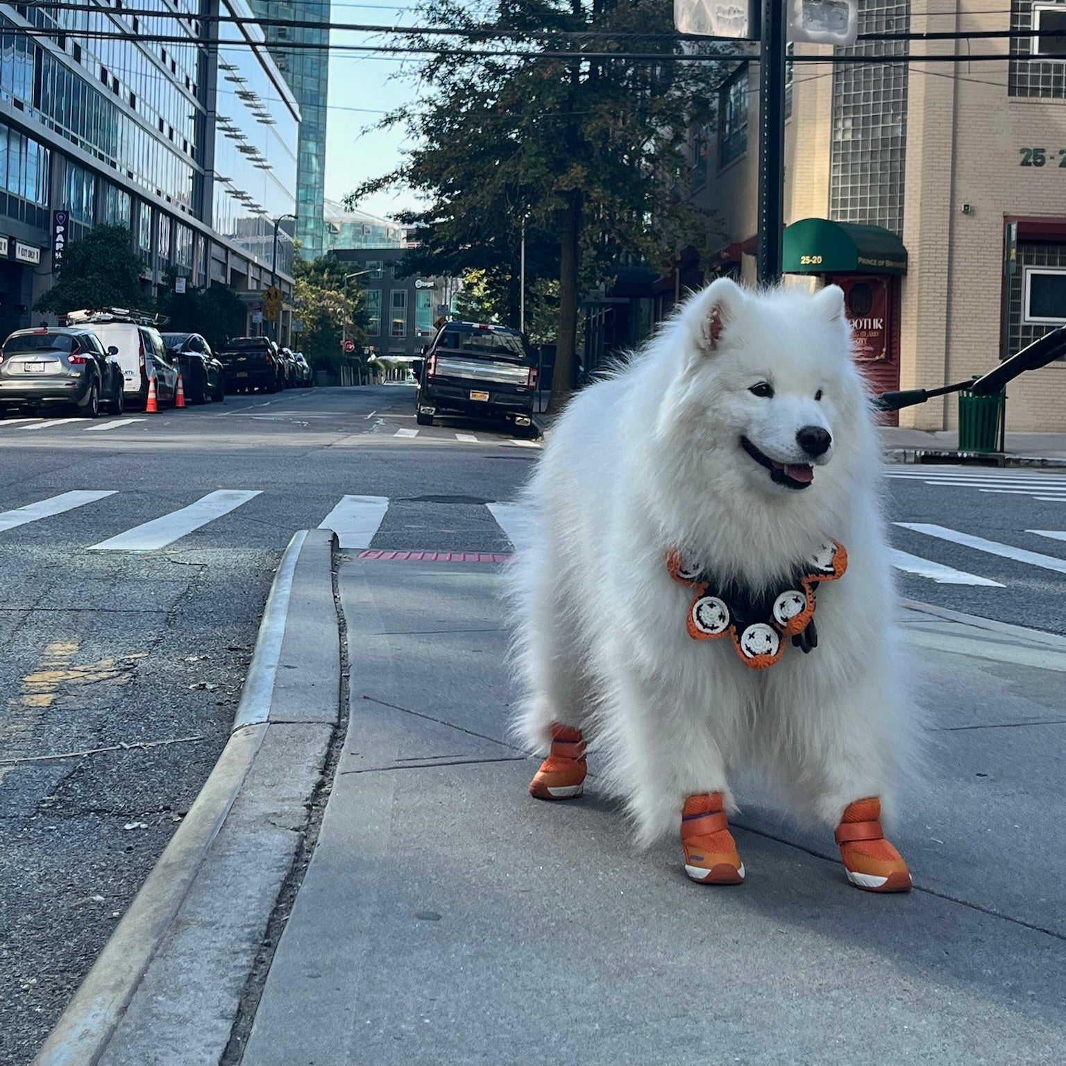 海外犬服 高品質なインポートのドッグウェア通販 