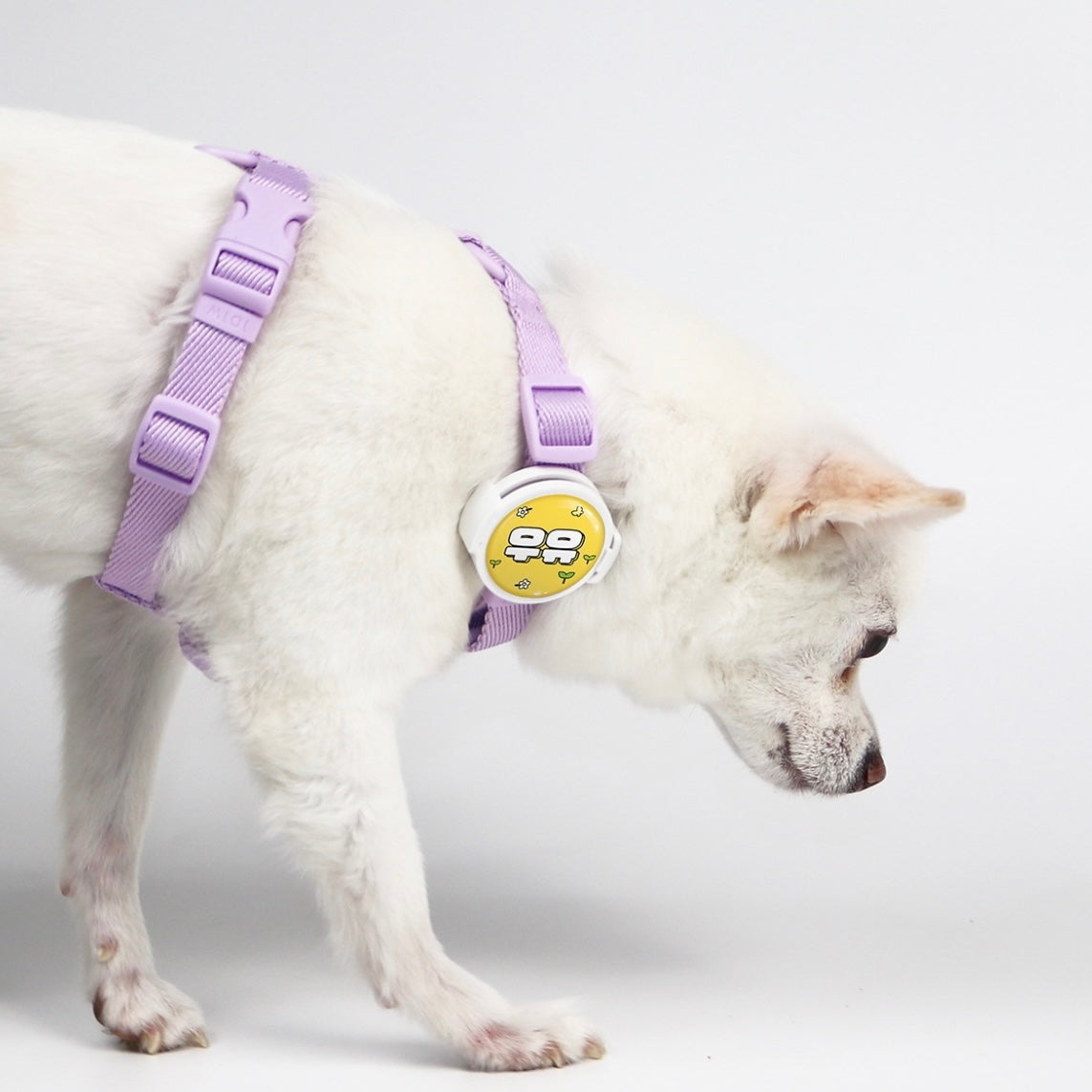 海外犬服 高品質なインポートのドッグウェア通販 