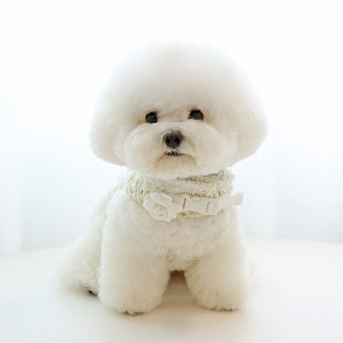 ※予約販売【ITS DOG】Chloe Tweed Harness (Yellow)